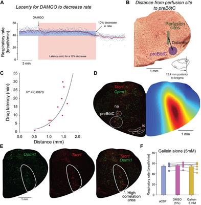 βγ G-proteins, but not regulators of G-protein signaling 4, modulate opioid-induced respiratory rate depression